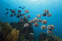 Collared / Redtail butterflyfish (Chaetodon collare) Andaman Sea, Thailand.