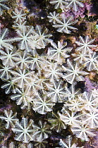 Soft coral {Anthelia sp} Family Xeniidae, Zooxanthellate, Solomon Islands.