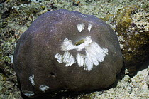 Porites / Finger coral (Porites genus) with bite marks of a Bumphead parrotfish (Bolbometopon muricatum) Misool, Raja Ampat, West Papua, Indonesia.