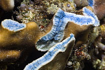 Blue coral (Heliopora coerulea) broken by Bumphead parrotfish (Bolbometopon muricatum). Misool, Raja Ampat, West Papua, Indonesia.