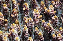 Table top coral (Acropora hyacinthus) Misool, Raja Ampat, West Papua, Indonesia.