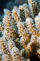 Leather coral (Lobophytum sp) Misool, Raja Ampat, West Papua, Indonesia.
