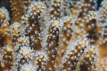 Leather coral (Lobophytum sp) Misool, Raja Ampat, West Papua, Indonesia.