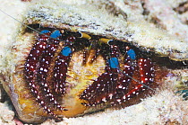Blue-knee hermit crab (Dardanus guttatus) Misool, Raja Ampat, West Papua, Indonesia.