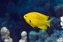 Sulphur damselfish (Pomacentrus sulfureus) Egypt, Red Sea.