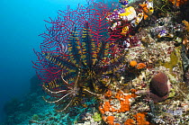 Featherstars (Crinoidea) on gorgonian coral, Misool, Raja Ampat, West Papua, Indonesia.
