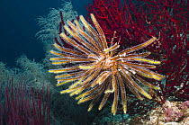 Featherstar (Criniodea) on gorgonian coral, Misool, Raja Ampat, West Papua, Indonesia.
