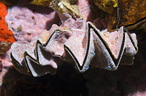 Cock's comb oyster (Lopha cristagalli) covered with encrusting sponge. Solomon Islands.