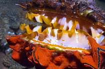 Mantle of Variable thorny oyster (Spondylus varians) covered with a red sponge. Solomon Islands.