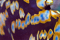 Close up of mantle of Giant clam (Tridacna gigas) Colours come from symbiotic zooxanthellae in tissue, Misool, Raja Ampat, West Papua, Indonesia.