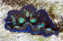Mantle of Crocus giant clam (Tridacna crocea) colours come from symbiotic zooxanthellae in tissue, Misool, Raja Ampat, West Papua, Indonesia.