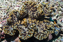 Mantle of Giant clam (Tridacna gigas) Misool, Raja Ampat, West Papua, Indonesia.