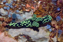 Nudibranch (Nembrotha cristata) Rinca, Indonesia.