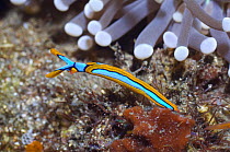 Sea slug {Thuridilla lineolata} Rinca, Indonesia