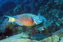 Spotlight parrotfish (Sparisoma viride) supermale. Bonaire, Netherlands Antilles, Caribbean.