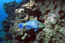 Parrotfish (Scarus sp.) grazing on algae on coral rock, Egypt, Red Sea.