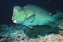Bumphead parrotfish (Bolbometopon muricatum) Malaysia.