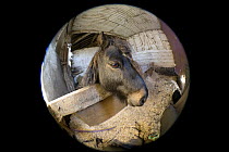 Fish eye lens view of Shetland pony (Equus caballus) in stable, UK.
