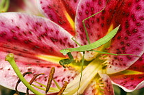 European praying mantis (Mantis religiosa) on lily flower in garden, Tennessee, USA.