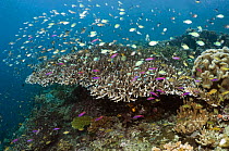 Table top coral (Acropora hyacinthus) with shoals of damselfish and anthias, Misool, Raja Ampat, West Papua, Indonesia.