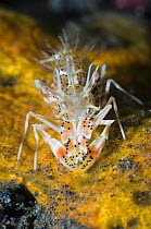 Elegant / Tiger / Spiny shrimp (Phyllognathia ceratophthalma) Bali, Indonesia.