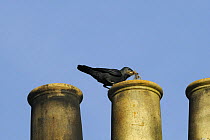 Jackdaw (Corvus monedula) arrives at a chimneypot with a feather for lining its nest inside chimneypot, Wiltshire, UK.