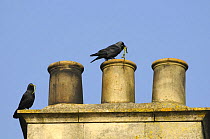 Jackdaw pair (Corvus monedula) perch on chimney pot with sticks for the nest they are building inside, Wiltshire, UK.