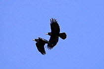 Rook (Corvus frugilegus) pair performing courtship pursuit flight, upper bird blinking, Wiltshire, UK, early spring.