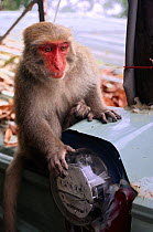 Urban Formosan macaque (Macaca cyclopis) and electricty meter, Kaohsiung city, Taiwan.
