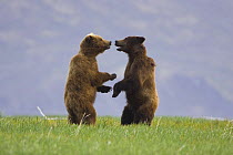 Kodiak / Alaskan brown bear (Ursus arctos middendorffi) two males standing sparring. Katmai National Park, Alaska, USA