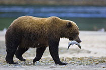 Kodiak / Alaskan brown bear (Ursus arctos middendorffi) carrying caught fish in jaws. Katmai National Park, Alaska, USA