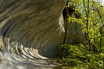 Wave-like channel in limestone created by the Danube river during ice-age, now Altmuehl valley. Bavaria, Germany, april 2007