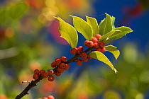 Holly tree (Ilex aquifolium) ripe berries, Switzerland, October