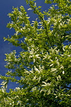 Bird cherry tree (Prunus padus) in flower. Bavaria, Germany.