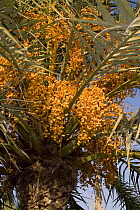 Date palm (Phoenix dactylifera) with fruit, Valencia, Spain, February