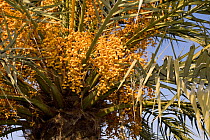 Date palm (Phoenix dactylifera) with fruit, Valencia, Spain, February