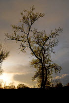 Black poplar tree (Populus nigra), backlit at sunset, Bavaria, Germany, May 2008