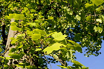 Tulip tree (Liriodendron tulipifera), city park of Badenweiler, Black Forest, Germany, May