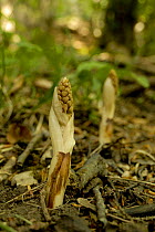 Bird's nest orchid (Neottia nidus-avis), emerging from forest floor, Germany, May