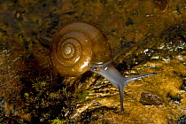 Glass-snail (Oxychilus navarricus helveticus), Switzerland.