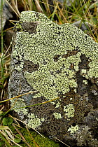Map lichen (Rhizocarpon geographicum), Latemar Group, Dolomite Alps, Italy, September 2008