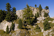 Swiss Pine or Arolla Pine (Pinus cembra) stands, Dolomite Alps near the Langkofel, Dolomite Alps, Northern Italy, September 2008
