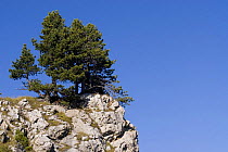 Swiss Pine or Arolla Pine (Pinus cembra) , Dolomite Alps near the Langkofel, Dolomite Alps, Northern Italy, September 2008