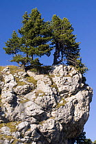 Swiss Pine or Arolla Pine (Pinus cembra), Dolomite Alps near the Langkofel, Dolomite Alps, Northern Italy, September 2008