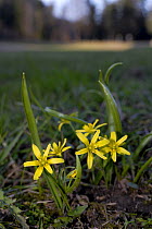 Yellow Star-of-Bethlehem (Gagea lutea), near Simbach, Bavaria, Germany, March