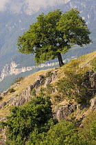Downy / Pubescent Oak (Quercus pubescens), Castelfeder hill near Bozen, Northern Italy, September 2008