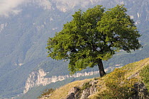 Downy Oak or Pubescent Oak (Quercus pubescens), Castelfeder hill near Bozen, Northern Italy, September 2008