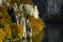 Autumn colours and limestone cliffs of the River Danube, Canyon / gorge near Weltenburg, Bavaria, Germany, October 2008