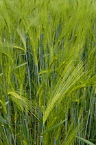 Barley heads (Hordeum vulgare) ripening in a barley field near Pielenhofen, Naab Valley, Bavaria, Germany, May
