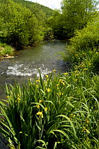 Stands of Yellow iris (Iris pseudacorus) along the White Laber river, near Dietfurt, Bavaria, Germany, May 2007.